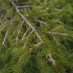 Хвойные опилки оптом в Владикавказе купить - оперативная доставка по всей России