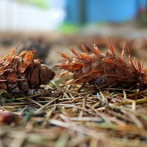 Хвойные опилки оптом в Владикавказе от завода-производителя Лигнум Ресурс