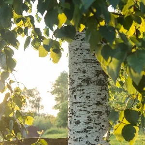 Опилки березовые оптом в Владикавказе купить - оперативная доставка по всей России