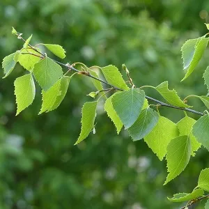 Опилки березовые оптом в Владикавказе от завода-производителя Лигнум Ресурс