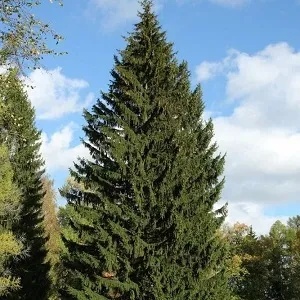 Еловые опилки оптом в Владикавказе купить - оперативная доставка по всей России