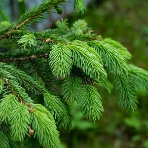 Еловые опилки оптом в Владикавказе от завода-производителя Лигнум Ресурс