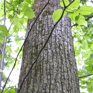 Опилки липовые оптом в Владикавказе купить - оперативная доставка по всей России