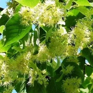 Опилки липовые оптом в Владикавказе от завода-производителя Лигнум Ресурс