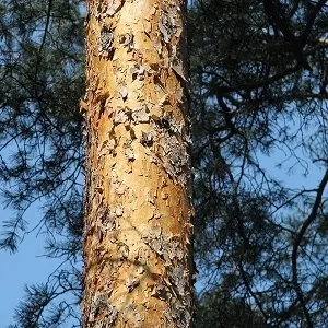 Сосновые опилки оптом в Владикавказе купить - оперативная доставка по всей России