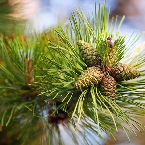 Сосновые опилки оптом в Владикавказе от завода-производителя Лигнум Ресурс